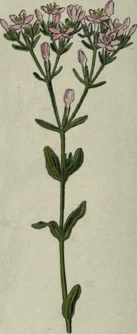 Common Centaury.