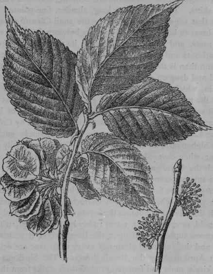 Common Elm.