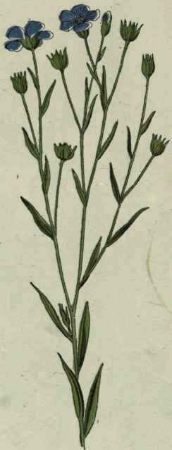 Common Flax.