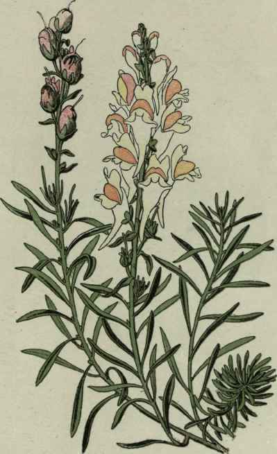 Common Toadflax. Linaria vulgaris.