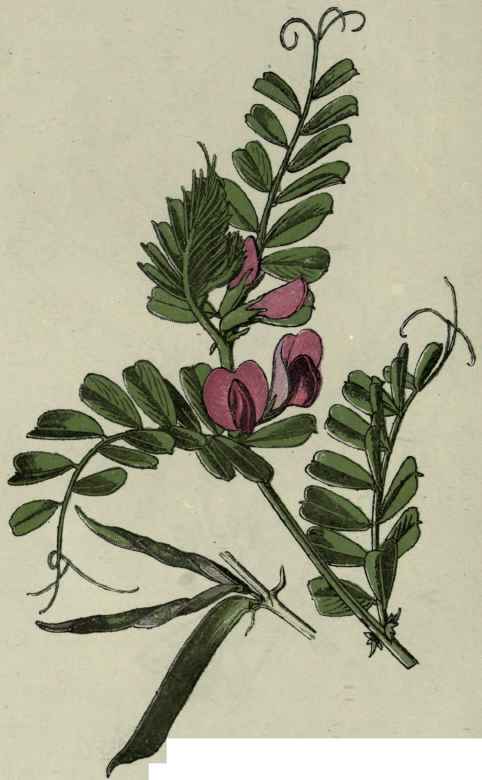 Common Vetch.