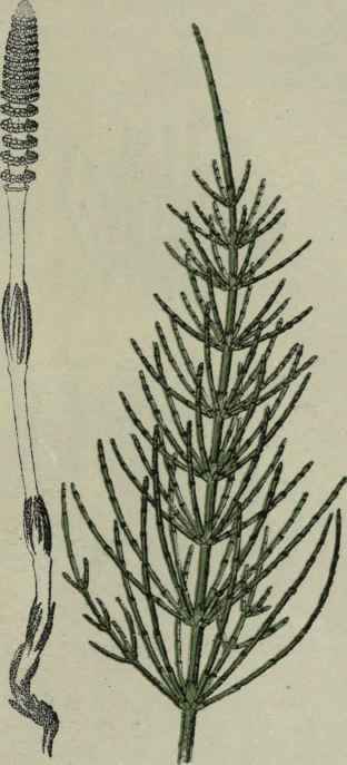 Corn Horsetail.