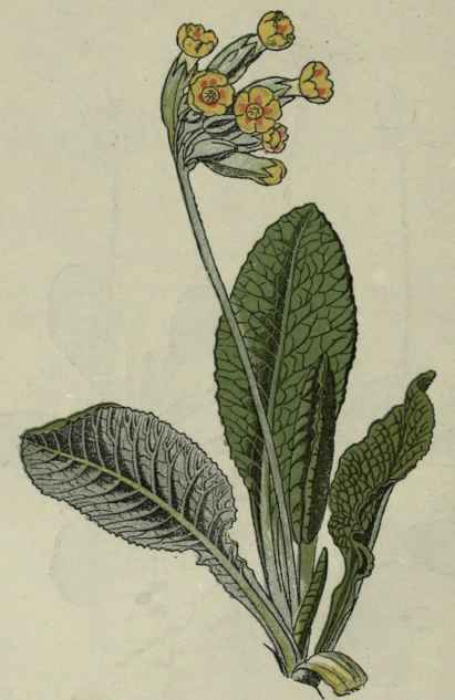 Cowslip. Paigle