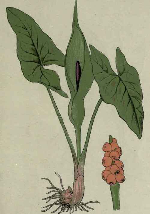 Cuckoo pint, Lords and Ladies, Wake Robin.