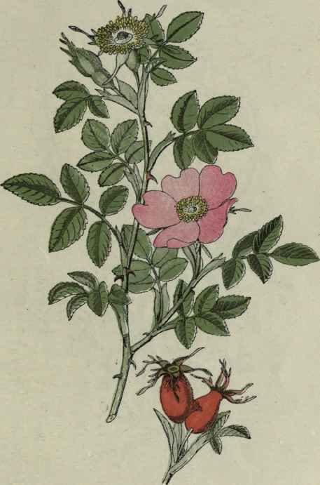 Dog rose.
