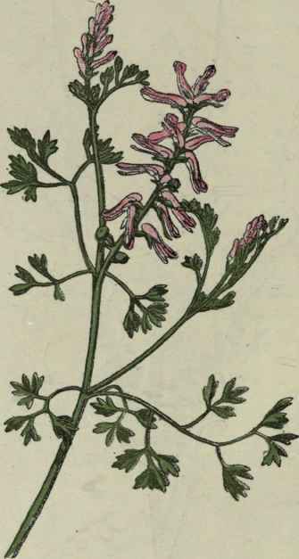 Fumitory.