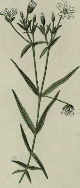 Greater Stitchwort.