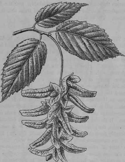 Hornbeam.