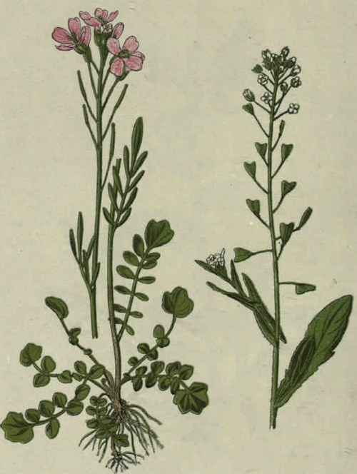Lady's Smock. Cuckoo flower. Shepherd's purse.