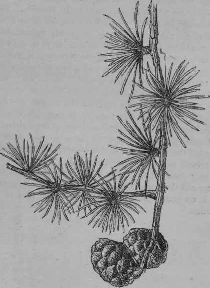 Larch.