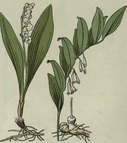 Lily of the Valley. Solomon's Seal.