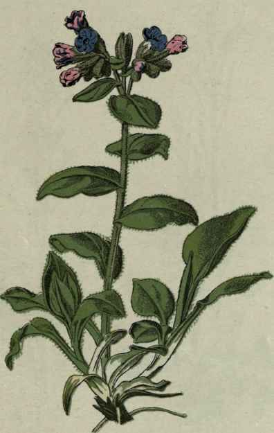 Lungwort. Jerusalem Cowslip.