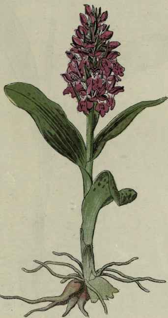 Marsh Orchis.