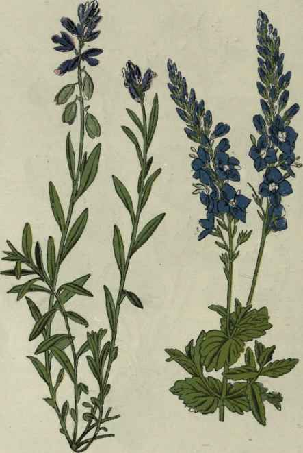 Milkwort.