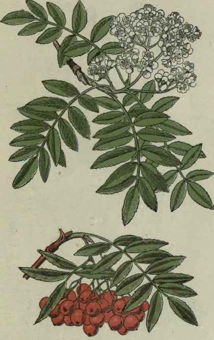 Mountain Ash. Rowan tree.