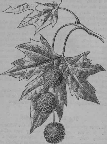 Oriental Plane.
