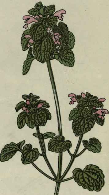 Purple Dead nettle.
