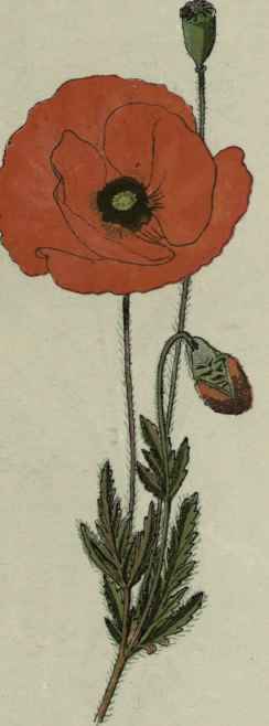 Red Poppy.