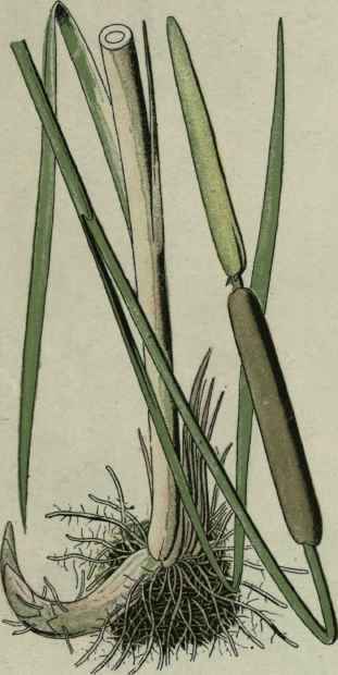 Reed mace. Typha latifolia.   Typhaceae.  