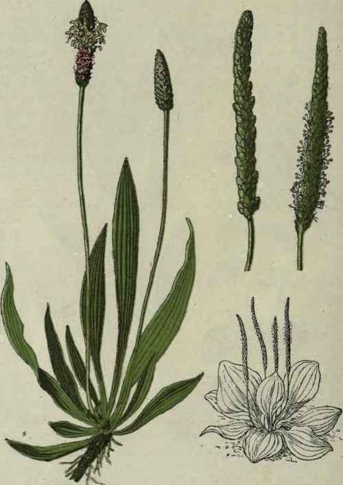 Ribwort Plantain. Greater Plantain.