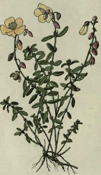 Rock rose.