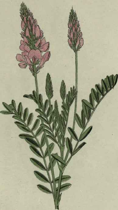 Sainfoin.