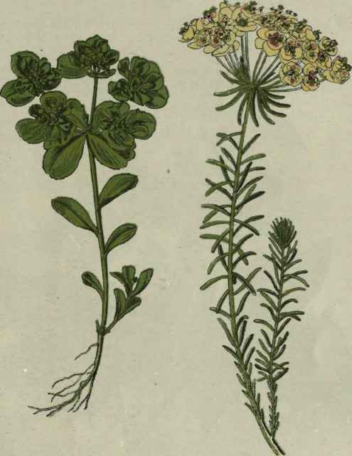 Sun Spurge. Cypress Spurge.