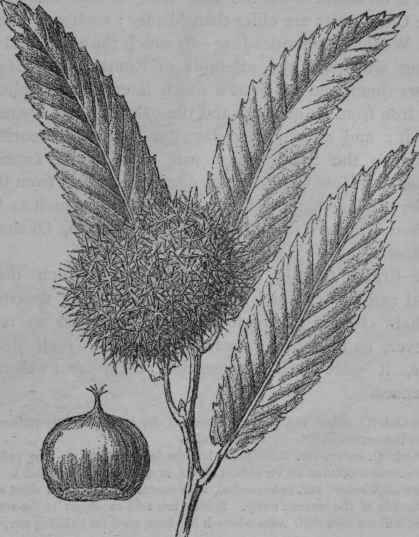 Sweet Chestnut.