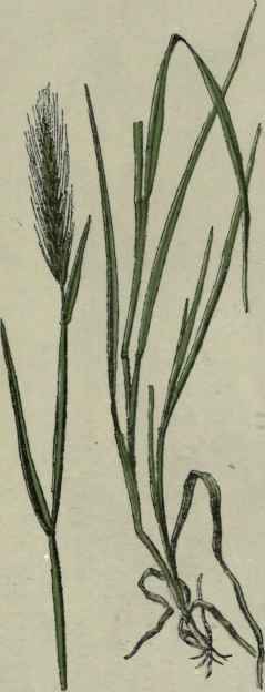 Wall Barley.