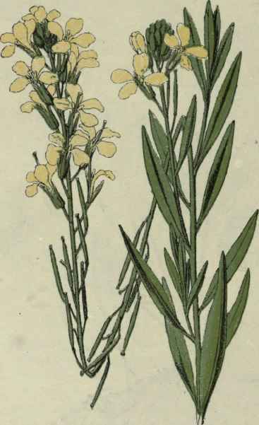 Wallflower. Wall Gillyflower.