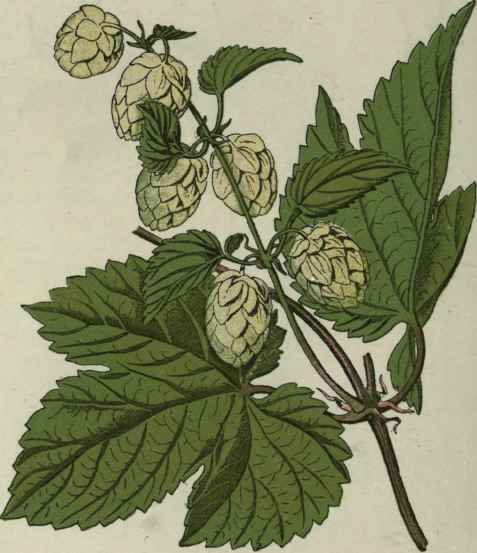 Wild Hop.