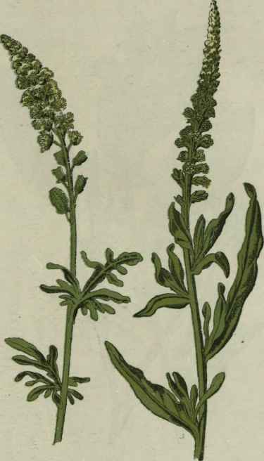 Wild Mignonette. Weld. Dyer's Weed.