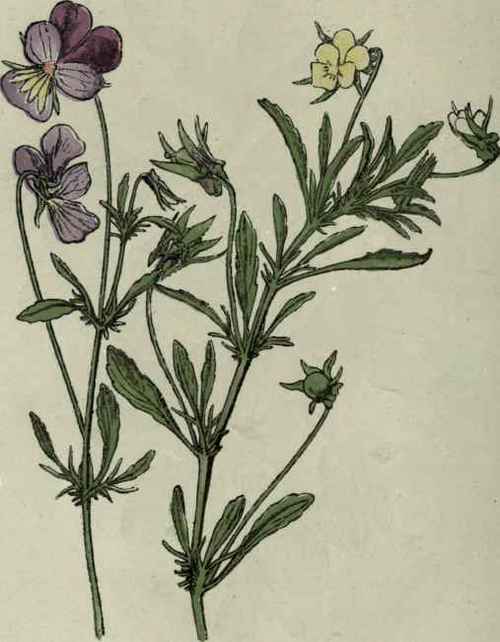 Wild Pansy.