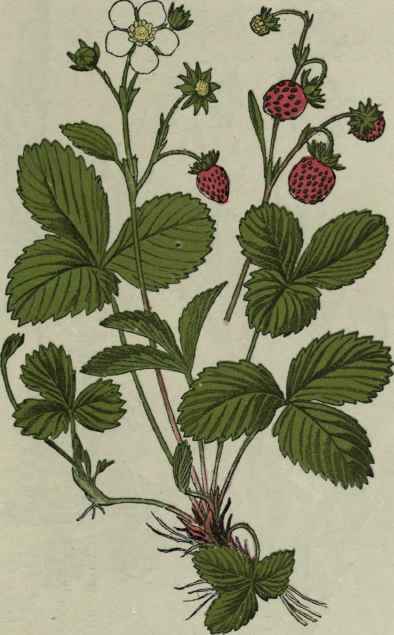 Wild Strawberry.