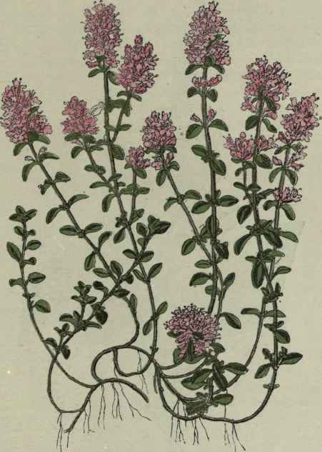 Wild Thyme.