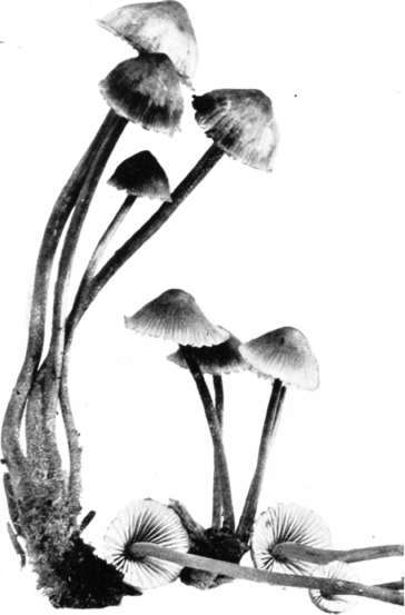 Figure 102. Mycena haematopa
