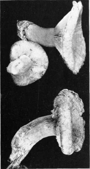 Figure 121. Lactarius torminosus