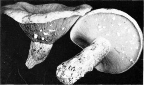 Figure 122. Lactarius piperatus