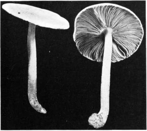 Figure 136. Pluteus tomentosulus