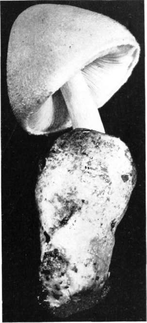 Figure 137. Volvaria bombycina