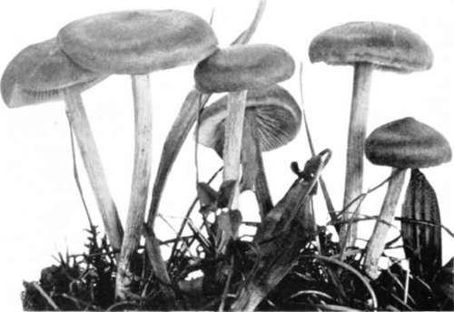 Figure 141   Entoloma strictius
