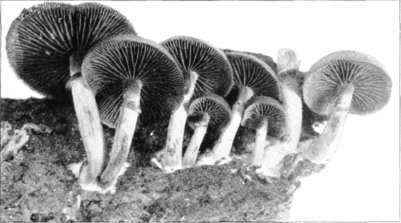 Figure 147. Pholiota marginata