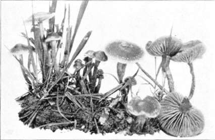 Figure 153. Tubaria pellucida