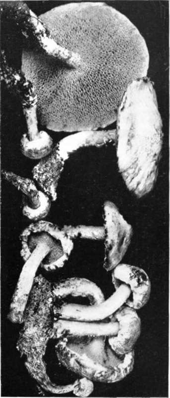 Figure 171. Boletus americanus