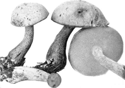 Figure 172. Boletus punctipes