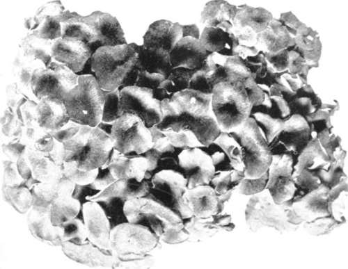 Figure 183. Polyporus umbellatus