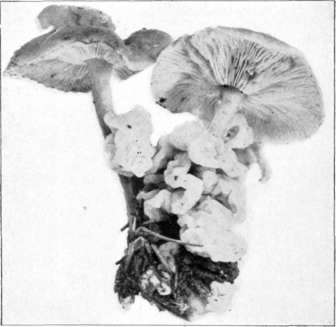 Figure 205. Tremella mycetophila, on Collybia dryophila (natural size)