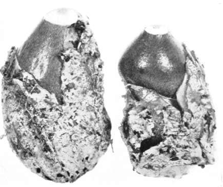 Figure 214. Dictyophora ravenelii