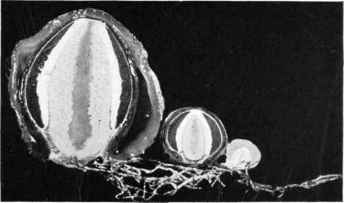 Figure 215. Dictyophora ravenelii