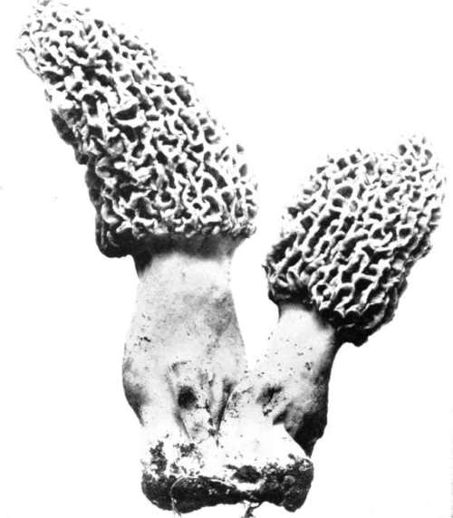 Figure 217. Morchella conica
